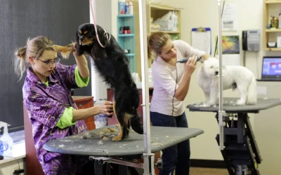 The Importance of Regular Vet Checkups