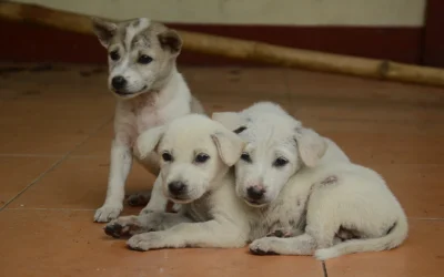 How to Help Stray Animals in Your Community